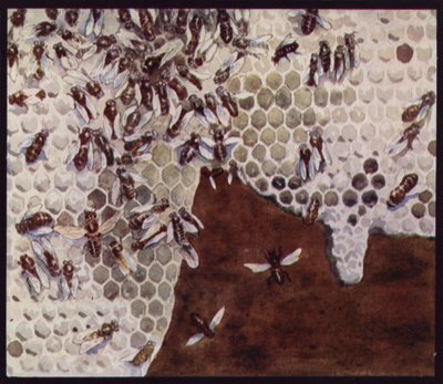 Bienen bei der Arbeit an der Wabe (Farblithografie) von Edwin Noble
