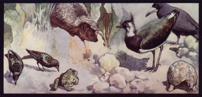Feinde des Wurms und der Schnecke von Edwin Noble