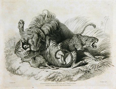 Kämpfende Gruppe nach der Natur, Tafel 6 aus Zwanzig Gravuren von Löwen, Tigern, Panthern & Leoparden... graviert von Thomas Landseer (1795-1880) 1823 von Edwin after Landseer