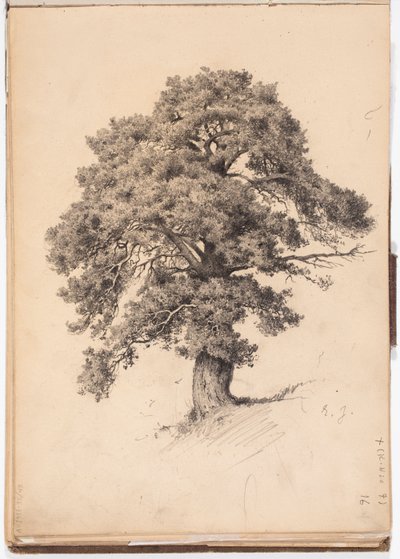 Kiefer, Seite aus Järnefelts Skizzenbuch von Eero Järnefelt