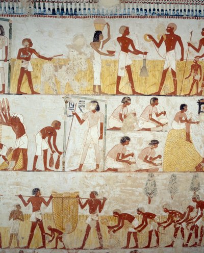 Ernte, Dreschen und Worfeln von Getreide, Detail der Fresken im Vorraum des Grabes von Menna, Sheikh Abd el Qurnah Nekropole, Luxor, Theben (Unesco-Welterbeliste) von Egyptian 18th Dynasty