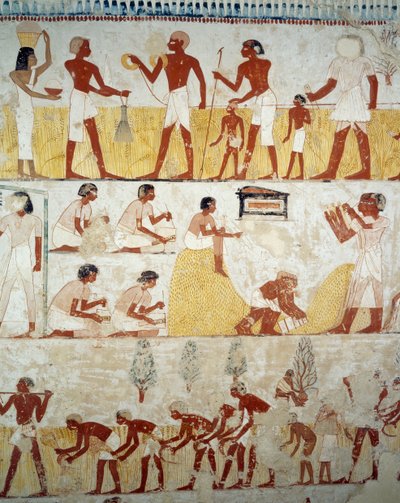 Ernte, Dreschen und Worfeln von Getreide (Detail) von Egyptian 18th Dynasty