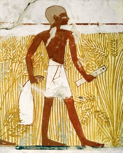Schreiber mit Schilfrohrstiftkasten misst Getreide von Egyptian 18th Dynasty