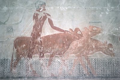 Rinder, die einen Kanal in der Mastaba-Kapelle von Ti durchqueren, Altes Reich von Egyptian 5th Dynasty