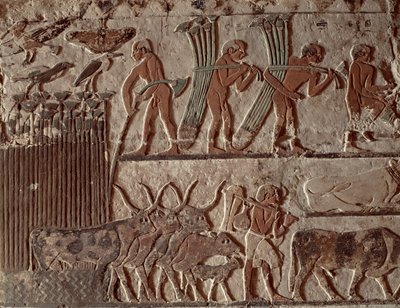 Ernte von Papyrus und eine Gruppe von Kühen, Altes Reich von Egyptian 5th Dynasty