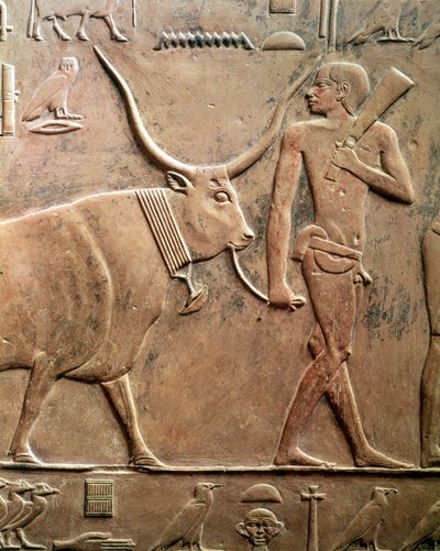 Relief, das einen Bauern zeigt, der eine Kuh zum Opfer führt, aus der Mastaba von Ptah-Hotep und Akhti-Hotep, Altes Reich von Egyptian 5th Dynasty