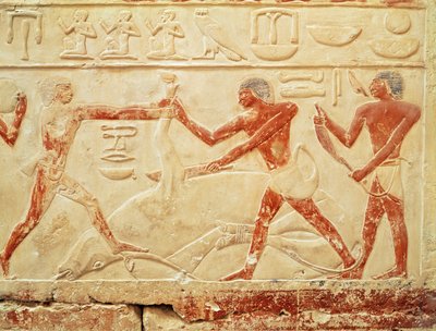 Metzger, die einen Ochsen schlachten, Relief aus dem Grab der Prinzessin Idut, Altes Reich, ca. 2330 v. Chr. von Egyptian 6th Dynasty