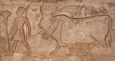Mann zieht eine Kuh, Horus-Tempel, Edfu von Egyptian Egyptian
