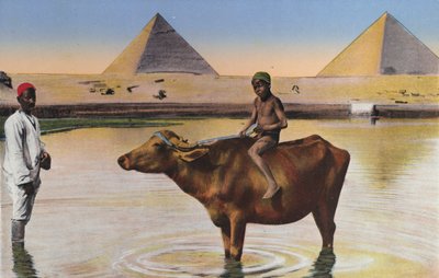 Kairo, Pyramiden und Büffel am Nil von Egyptian Photographer