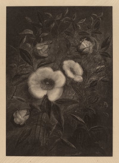Wilde Rosen von Elbridge Kingsley