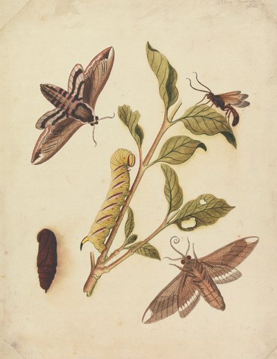 Ligusterschwärmer und Callajoppa Exaltatoria von Eleazar Albin