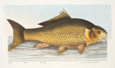 Der Karpfen, aus Eine Abhandlung über Fische und Fischteiche, veröffentlicht 1832 von Eleazar Albin