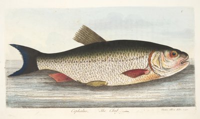 Der Döbel, aus Eine Abhandlung über Fische und Fischteiche, veröffentlicht 1832 von Eleazar Albin