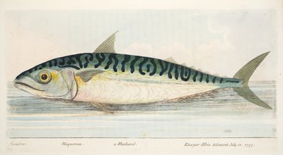 Die Makrele, aus Eine Abhandlung über Fische und Fischteiche, veröffentlicht 1832 von Eleazar Albin