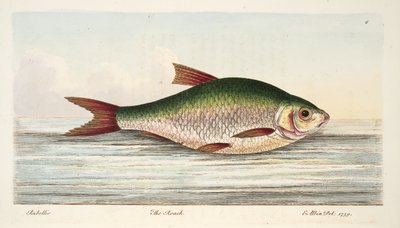 Der Rotauge, aus Eine Abhandlung über Fische und Fischteiche, veröffentlicht 1832 von Eleazar Albin