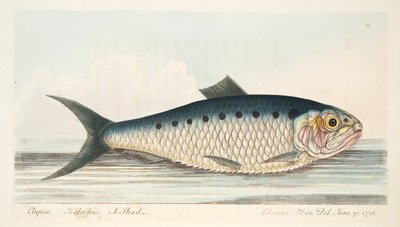 Der Maifisch, aus Eine Abhandlung über Fische und Fischteiche, veröffentlicht 1832 von Eleazar Albin