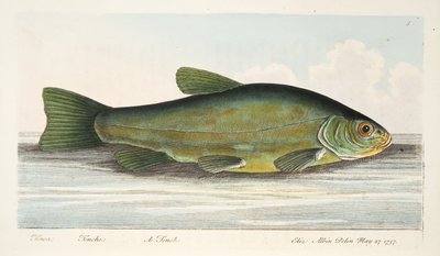 Der Schleie, aus Eine Abhandlung über Fische und Fischteiche, veröffentlicht 1832 von Eleazar Albin