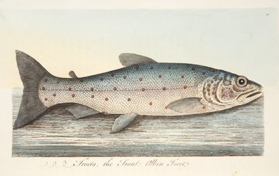 Die Forelle, aus Eine Abhandlung über Fische und Fischteiche, veröffentlicht 1832 von Eleazar Albin