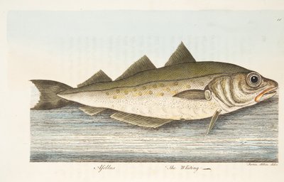 Der Wittling, aus Eine Abhandlung über Fische und Fischteiche, veröffentlicht 1832 von Eleazar Albin