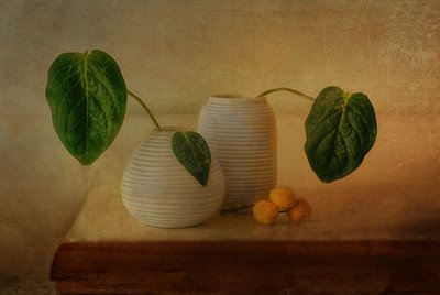 Ruhige botanische Anordnung von Elena Arjona