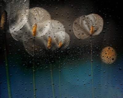 Regnerische Calla-Lilien von Elena Arjona