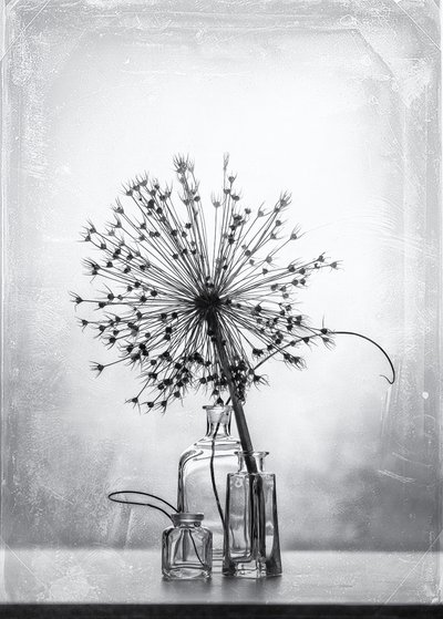 Monochrome botanische Studie von Eleonora Grigorjeva