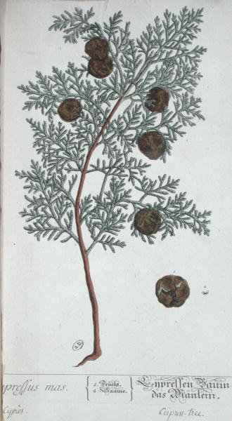Zypressenbaum, aus 