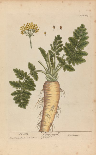 Pastinaca (Pastinake), Tafel 379 aus 