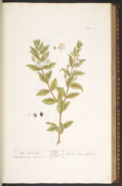 Tafel 114, aus 