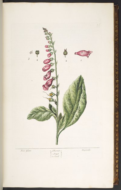 Tafel 16, Fingerhut, aus 