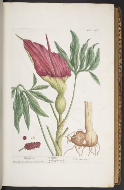 Tafel 269, Drachen, aus 