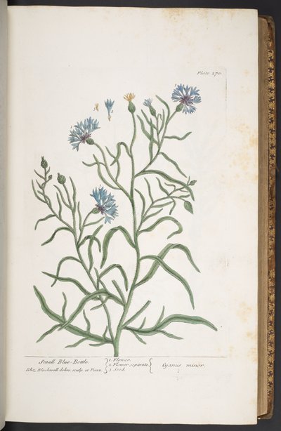 Tafel 270, Kleine Kornblume, aus 