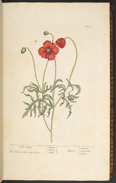Tafel 2, Roter Mohn, aus 