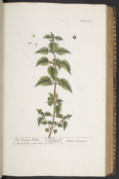 Tafel 321, aus 
