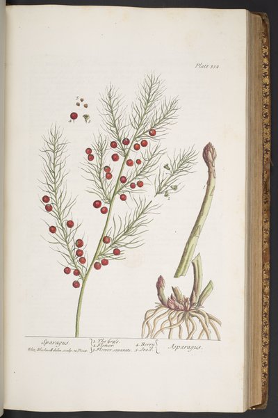 Tafel 332, Spargel, aus 