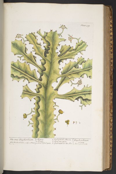 Tafel 339, aus 