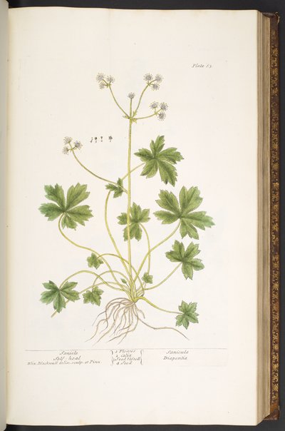 Tafel 63, Sanikel-Selbstheil, aus 