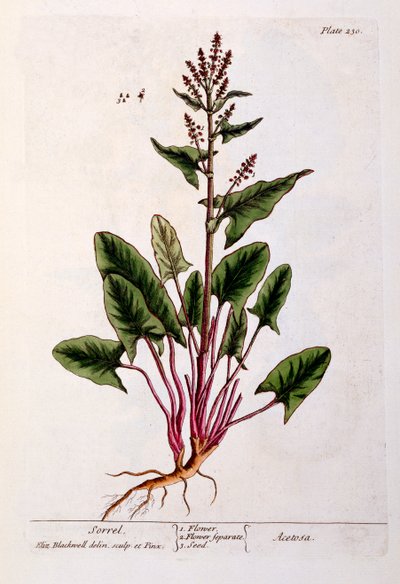 Sauerampfer, Tafel 230 aus 