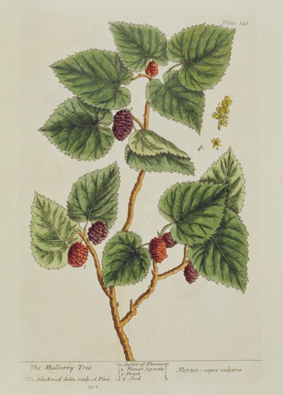 Der Maulbeerbaum, Tafel 126 aus 