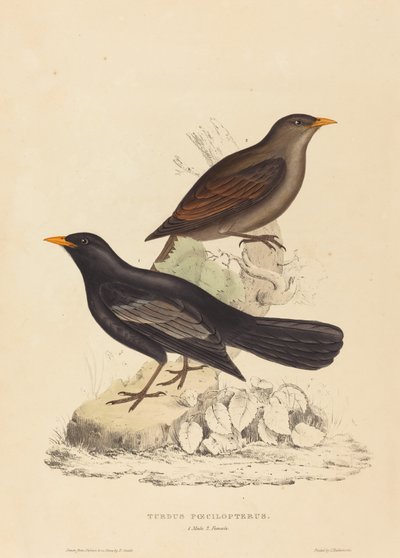Turdus Poecilopterus (Aztekendrossel) von Elizabeth Gould