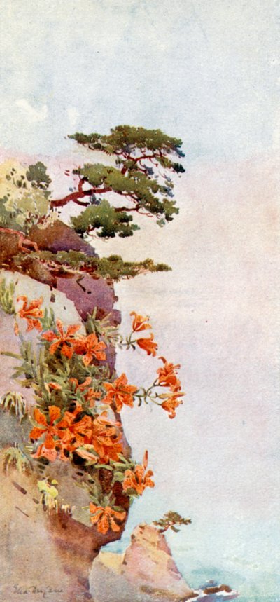 Lilien auf den Felsen, Atami von Ella Du Cane