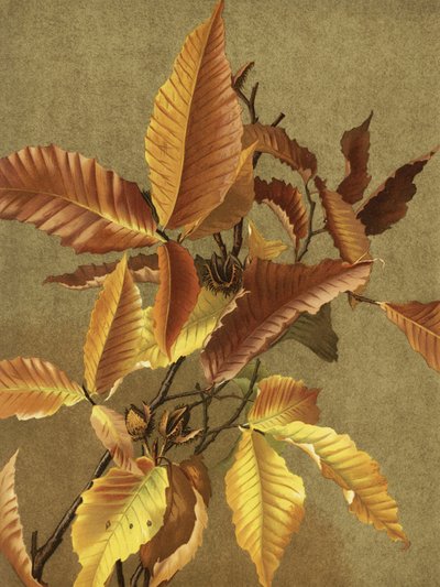 Herbstblätter Nr. 3 Buche von Ellen Thayer Fisher
