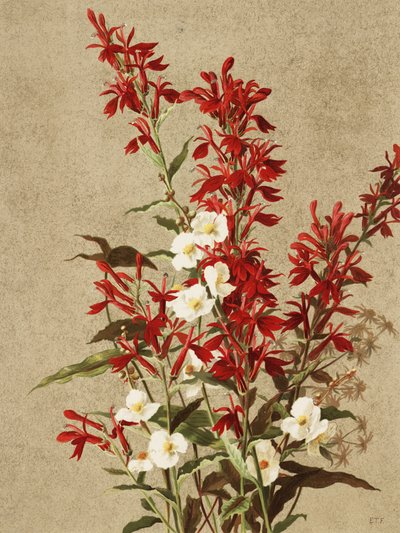 Kardinalblumen von Ellen Thayer Fisher