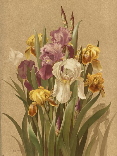 Fleur De Lis, Nr. 3 von Ellen Thayer Fisher