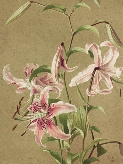 Japanische Lilie von Ellen Thayer Fisher von Ellen Thayer Fisher
