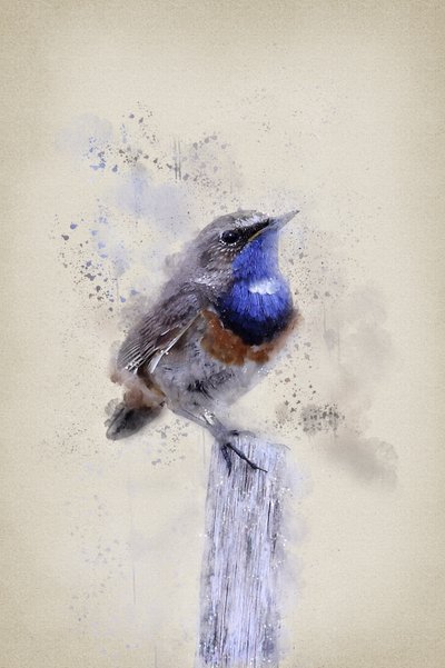 Serenes Aquarell-Blaurücken von Ema Paraschiv