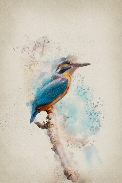 Lebendiger Eisvogel Aquarell von Ema Paraschiv