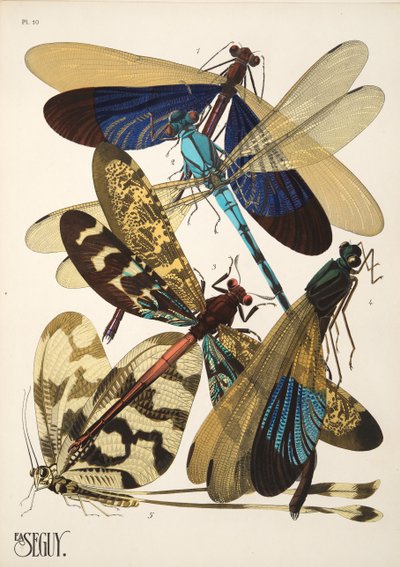 Tafel 10 aus Insekten, veröffentlicht in den 1930er Jahren von Émile Allain Séguy