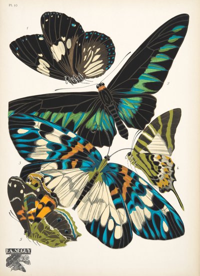 Tafel 10 aus Schmetterlinge, veröffentlicht 1925 von Émile Allain Séguy