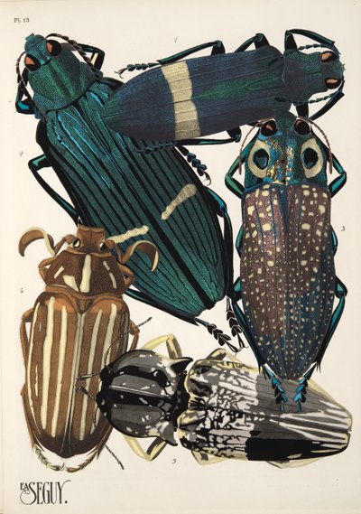 Tafel 13 aus Insekten, veröffentlicht in den 1930er Jahren von Émile Allain Séguy